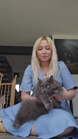 #Katzen #tierarzt  #forl 