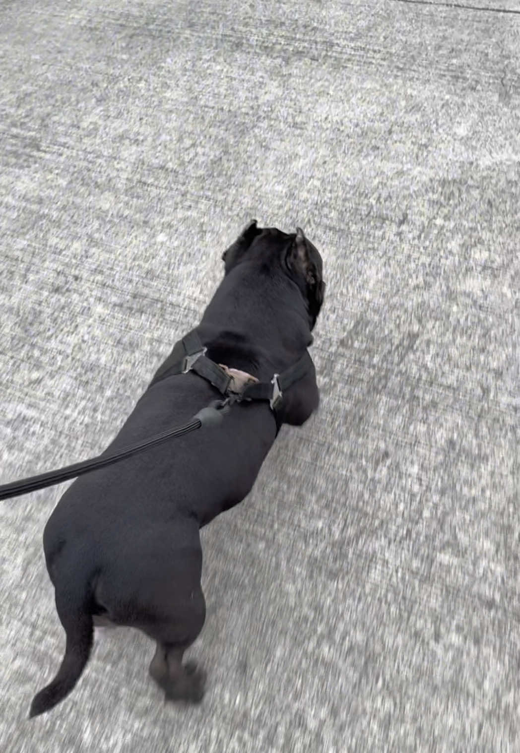 Pinakamagandang dog harness sa buong mundo! Banamanto! #fyp  #dogharness #dogleash #banamanto 