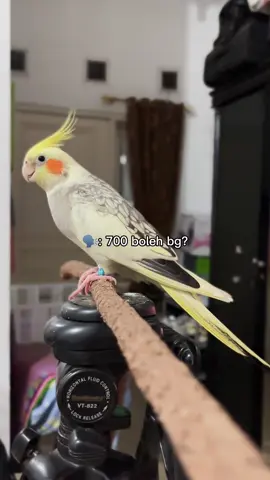 Pika🐣🐣 #pikachu #falksong #parrotjinak #parkitaustralia #falk #cockatiel #fyppppppppppppppppppppppp #fyip 