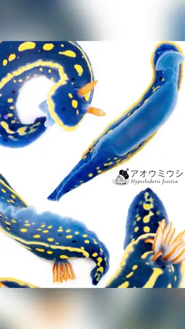 みんな大好きアオウミウシ