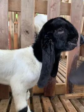🤑 #anakkandangbertofarm #kambing #pekaligesing #peternakmilenial #peternakkambing #tiktokfyp #beranda #masukfyp 