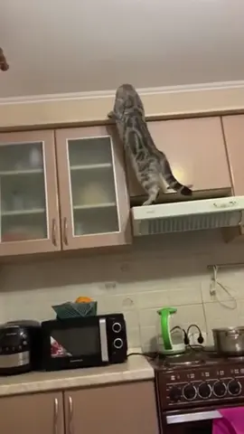 Cats can demolish homes .#cat #tiktok #usa🇺🇸 #fyp #catsoftiktok #funnyvideo 