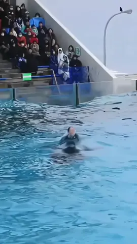 #dolphin #dolphins #dolphinshow #trending #foryoupage #dolphinchallenge 