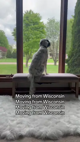 Midwest weather…enough already!  #Summer #dogsofttiktok #dogs #iwanttogoviral 