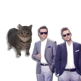 лето солнце uia #mashup #flyproject #летосолнцежара #oiaoiacat #oiiaiiooiiai #cat #foryou 