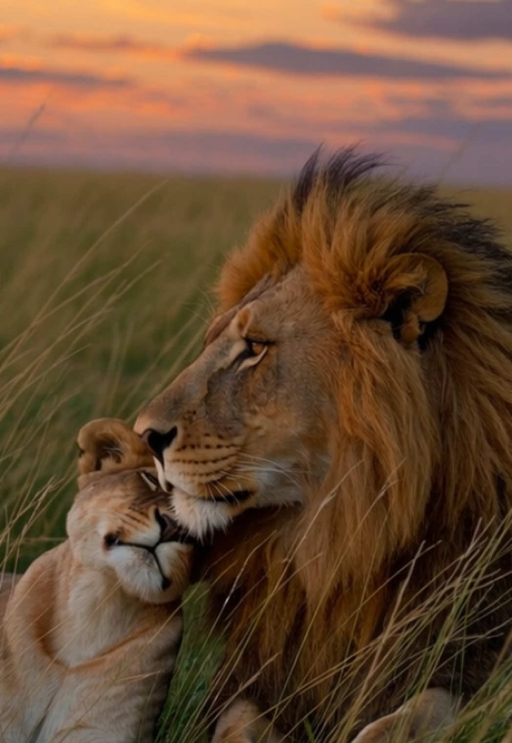 In the heart of the wild, love speaks in silence. #LionLove #SavannahCuddle #WildRomance #NatureEmotion #AnimalAffection #UntamedHearts #CinematicWildlife #GoldenHourLove #LionCouple #WildAndTender #lion #lover 