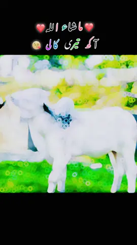 Say Ma Sha Allah❤️😍😘👌#foryoupage #viral #Qurbani #white bull Qurbani # Beatiful bull white #Azad Kashmir