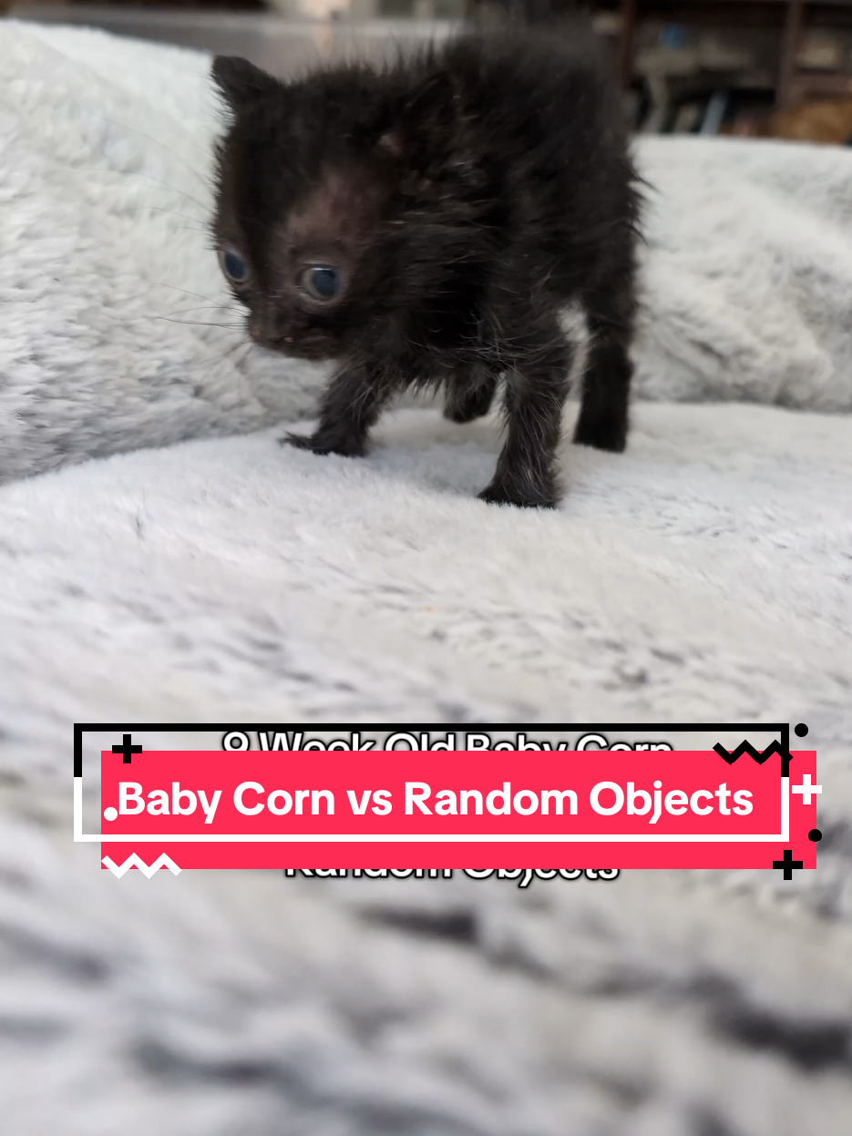 Not many kittens this age would be able to say they own furniture. Good job, Baby Corn. #babycorncat #wobblycat #kitten #voidcat #blackkitten #cat #smol 