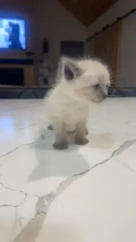 #fyp #kittensoftiktok #kittentok #kittenlove #kittenseason 