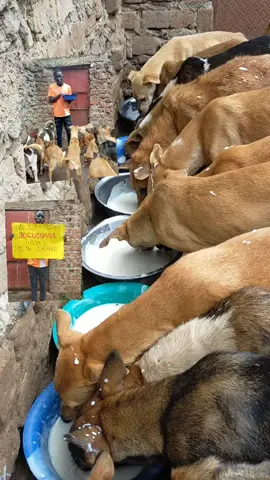 thanks my friend how the love of dogs 