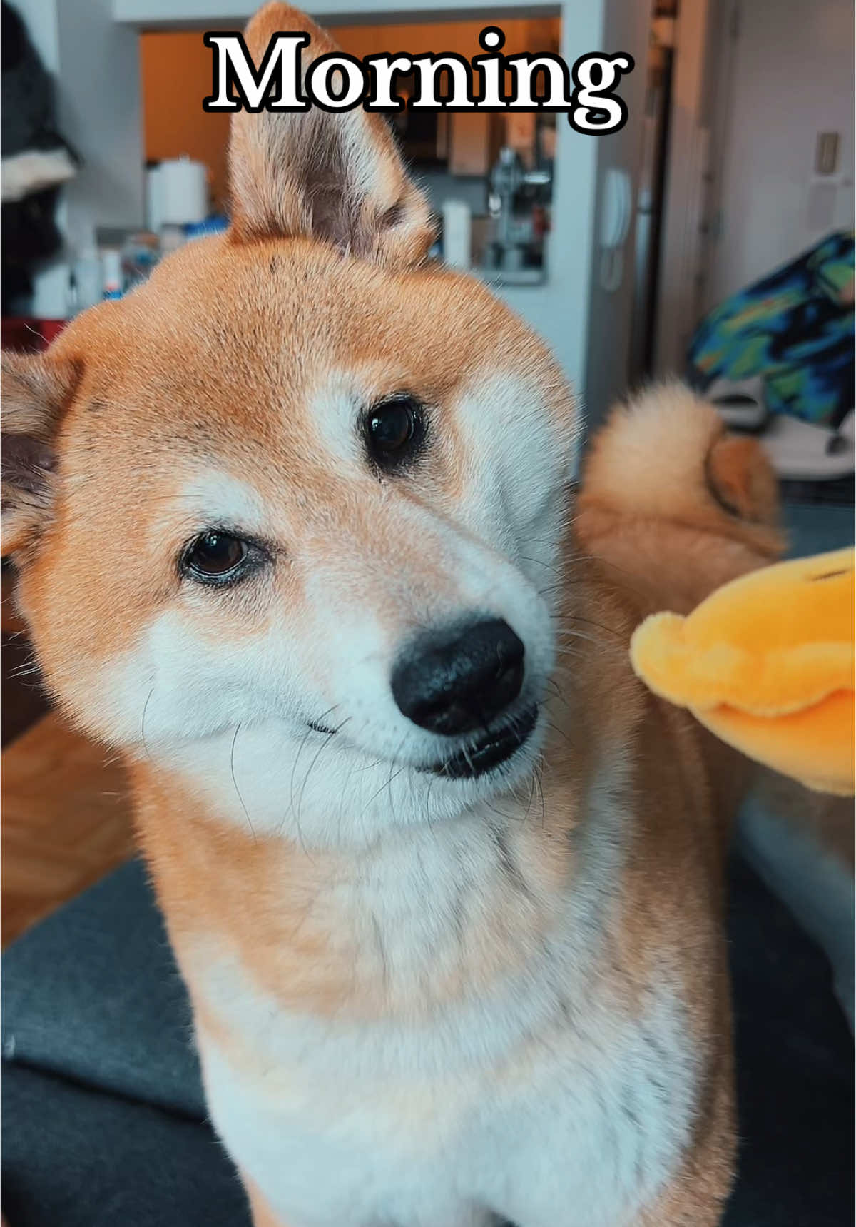 Crazy little guy #shibainu #dogdad #dogsoftiktok 