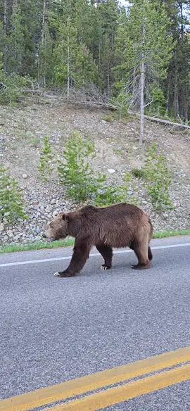 Had an insane encounter yesterday morning with a male grizzly in Grand Teton National Park! This is 679, aka Bruno. Sound up to hear breathing and toenail clicking! #grizzlybear #grandtetonnationalpark #bears #nationalparks #wyomingwildlife #wildlifeofwyoming 