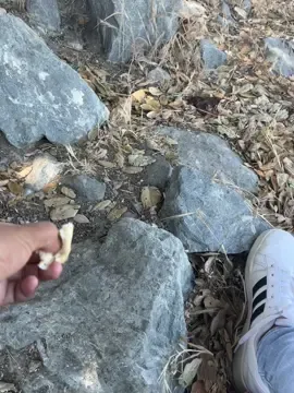 #viral_video 🐿️😆