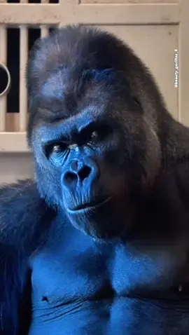 #tiktok #thinhhanh 