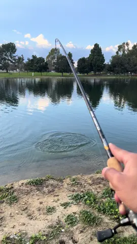 Park fishin #fishing #fish #fishtok #fisherman #fishingtiktoks #fyp #foryoupage 