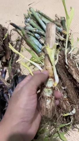 yang mau beli bibit rumput odot pendek cek etalase kiri bawah #tiktoklive #livehighlights 