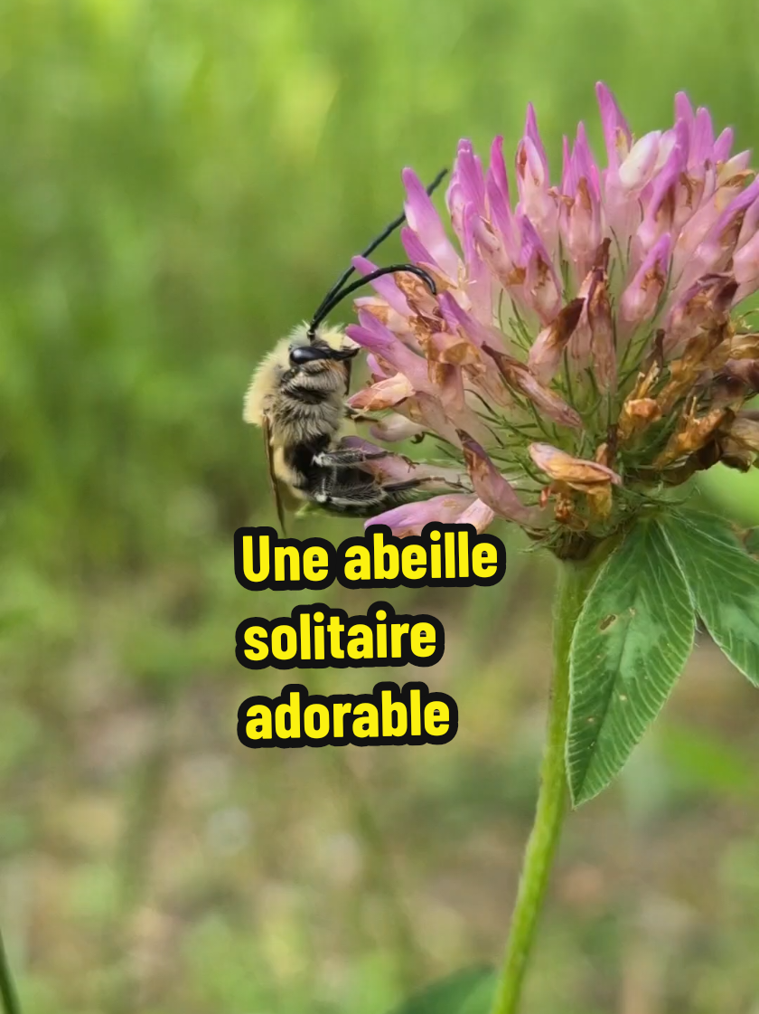 #abeillesolitaire #abeille #apidae #eucera #insectes #animaux #nature #pollinisation #hyménoptères #environnement 