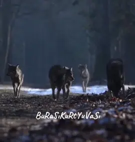 #kurt #bozkurt #bozkurtlar #wolf #wolfedits #wolfpack #wolfedit 