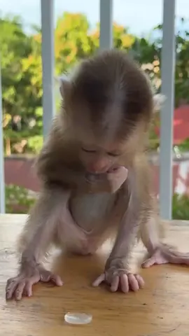 A Lovely Monkey in a Lovely Home 💖🏡 #MonkeyHappiness #CozyHome 