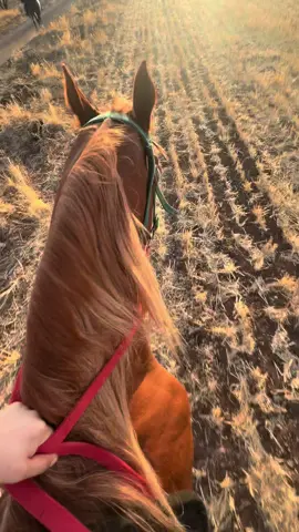 #اللهم_صلي_على_نبينا_محمد #خيل #خيل_وخياله🐎 #اكسبلور #فوريو 