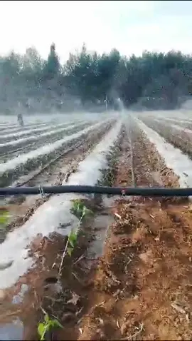 Agriminds rain hose irrigation system. you can call us on 0245768893 or 0504296322 for all your irrigation solutions 