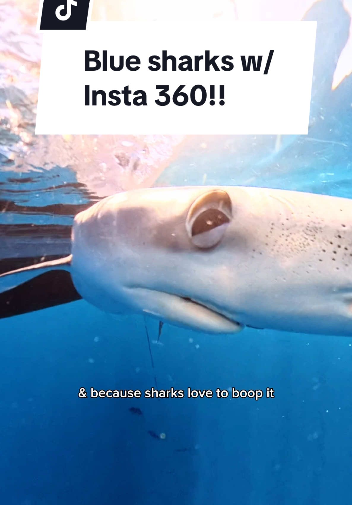 Only the @insta360_official X4 allows me to capture these incredibly creative & unique shots of sharks when they get up close & personal! With the electricity given off by the camera, the sharks love bumping it! Grab the X4 now at 28% off for the summer sale & use my code INRME6L for a treat at check out!!  #Insta360 #sharkdiving #Insta360Diving #Insta360X4 #sharkdiver #bluesharks