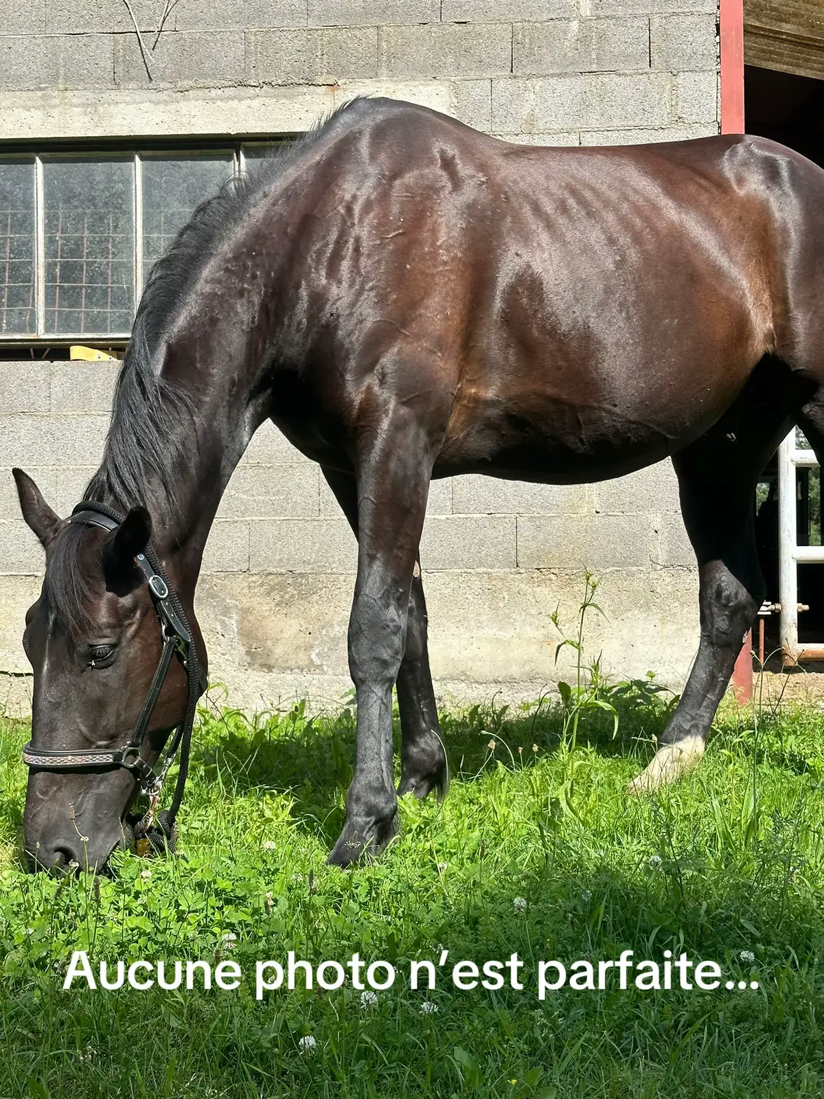 Ma grosse nouille tellement beau 😍#shootingtime #photo #cheval #pourtoi #fyp #treanding 
