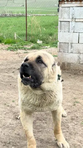 ÇOK SIKINTILI..! 😱😱 #TEHLİKELİ #BERAZ #ANADOLUASLANI 