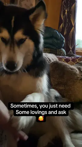 Scoogs is my handsome little gentleman love muffin mcfluffer butts and I wouldn’t have it any other way #TwoHuskiesAndADove #ScoogsAndSnow #husky #ilovemydogs #Love #cuddles 