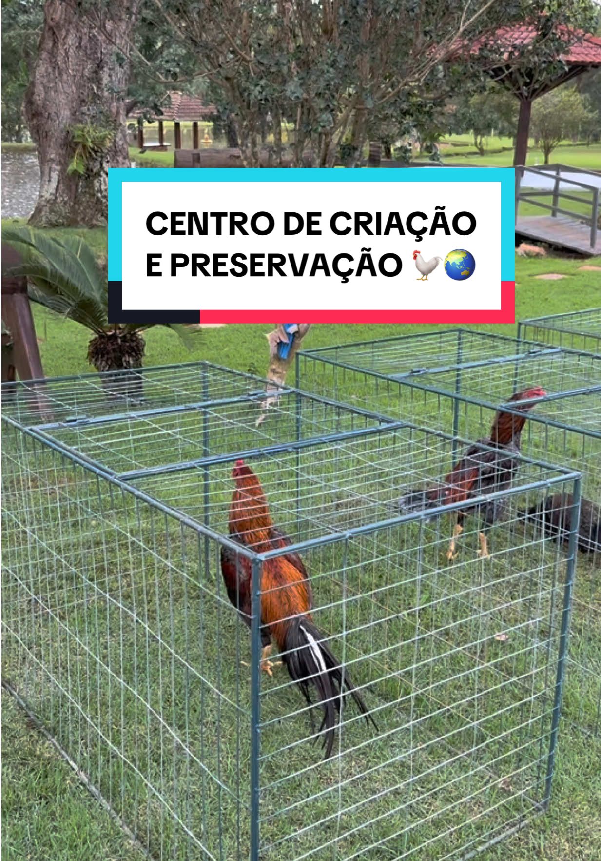 Centro de Reprodução e Criatório do Galo Mura 🐓❤️🌏🐣