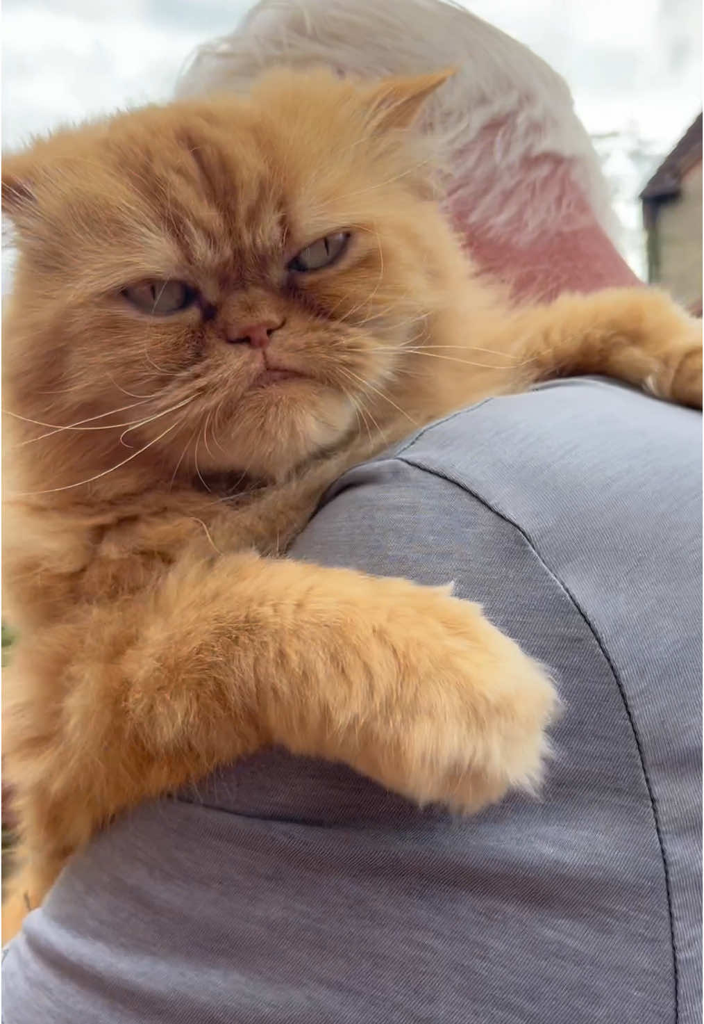 It’s been a cuddly Caturday afternoon for Teddie 🤗 #cuddletime #orangecat #gardenlife #catdad #cattok #catsoftiktok 