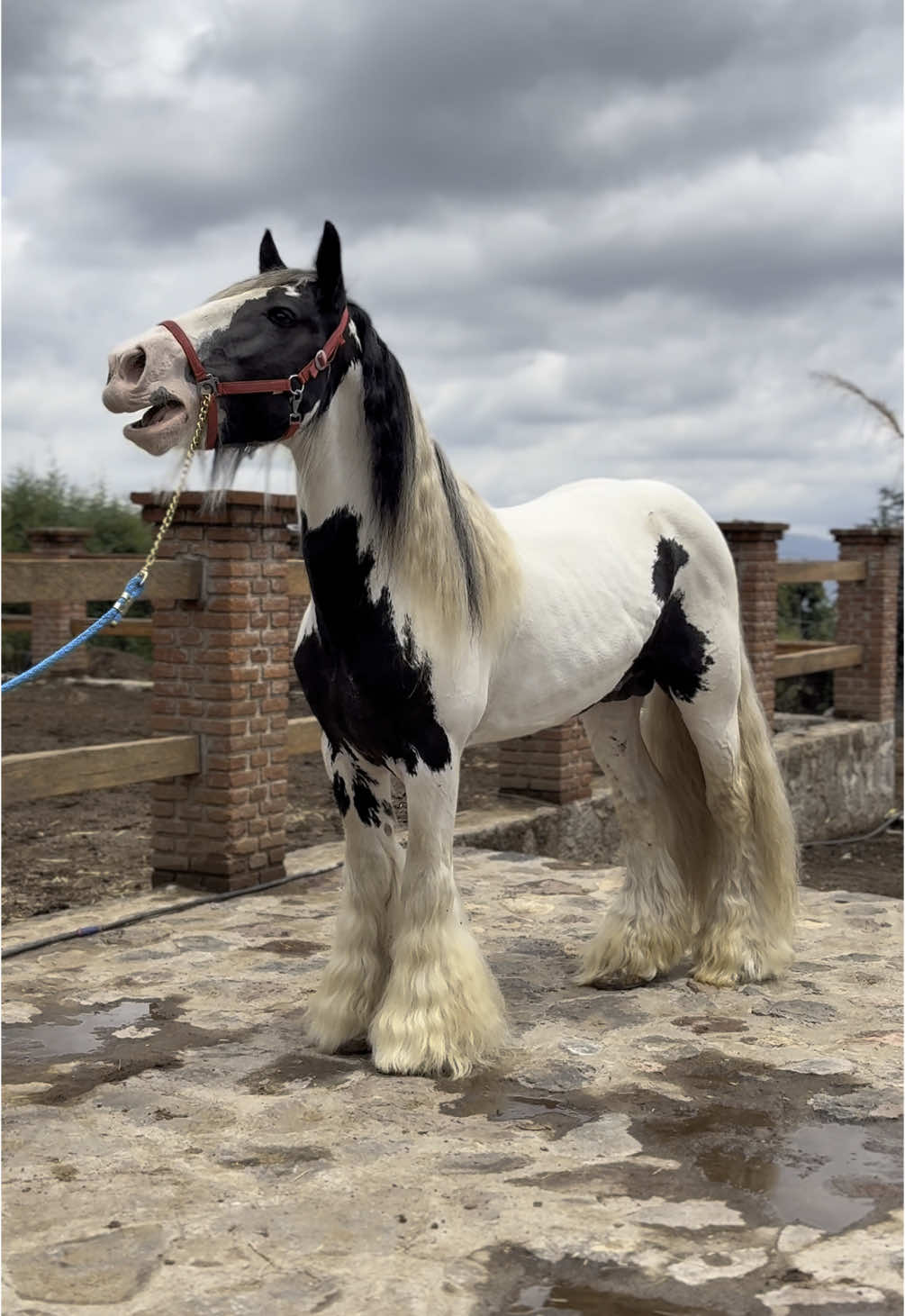 ⚜️GYPSY VANNER DISP⚜️ para mayor inf al +52 55 1197 9067#holanda #caballosimportados #gypsy #potros 