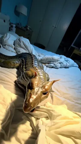 Cuddle buddy  #weirdcore #creatures #weirdpets 
