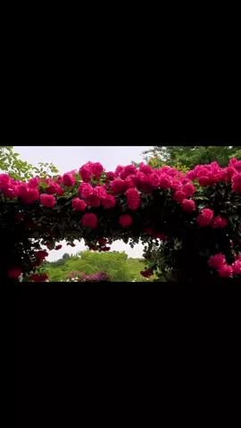 حبيبي وحيرتني بسرك وامرك#باسم_الكربلائي 