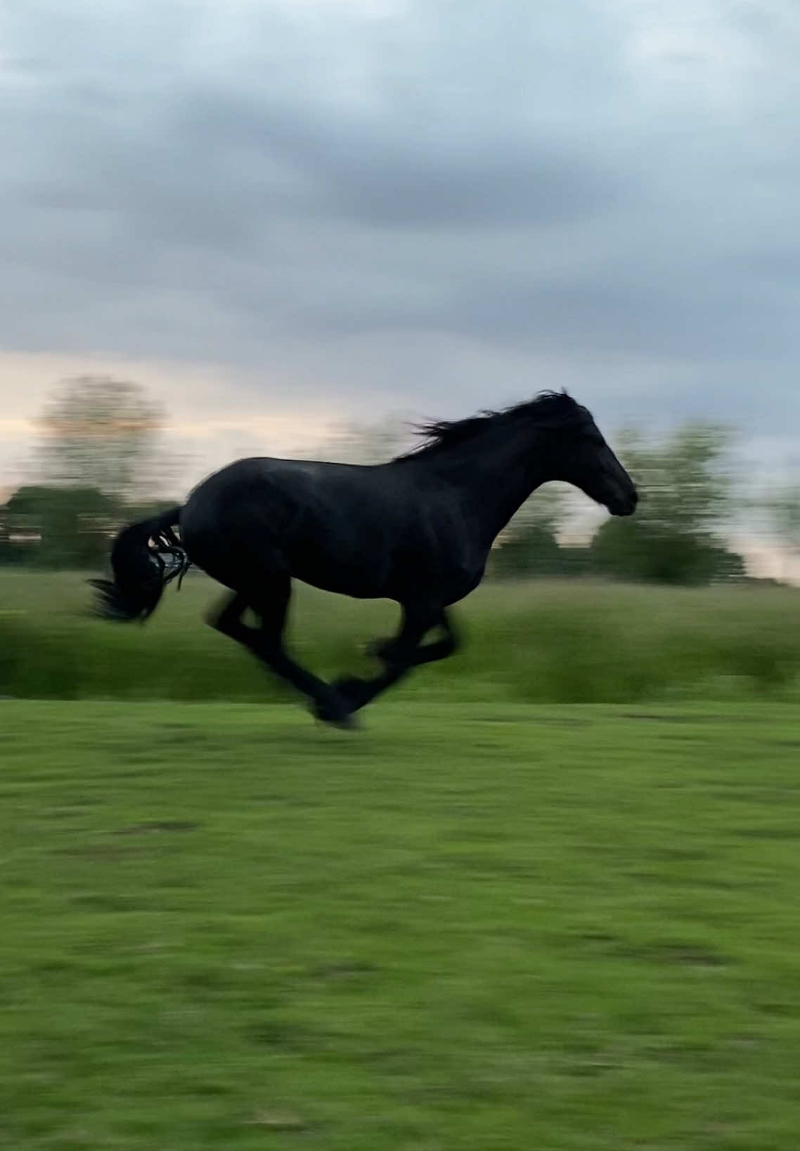 Black beauty 🖤♥️ #friesian #friesianhorse #runwild #happyhorse 