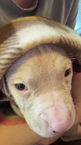 Puppy