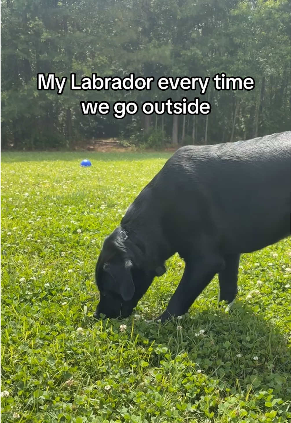 What is their obsession with eating grass?!😅 #blacklab #dogeatinggrass #labradorretriever #dogsoftiktok 