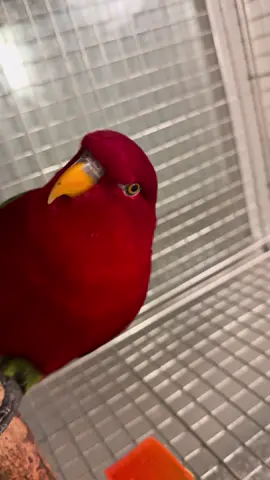 🍅wuewuewuewue x 7 #redbirb 