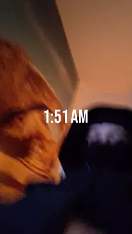 #CapCut 