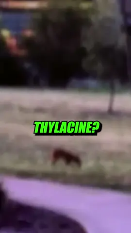 Is this a Thylacine? 🐾🤔 #thylacine #TasmanianTiger #wildlife #WildlifeConservation #extinctoralive