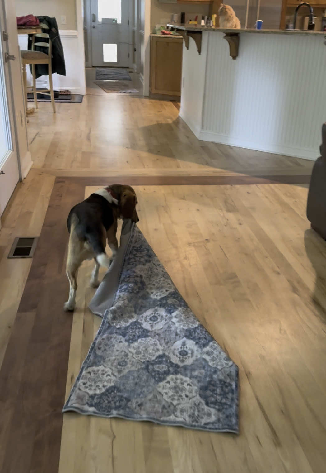 We go together like #YourDailyDexter and rugs and blankets. #HoundDog #Adopt ##foster##Beagle##Basset##FosteringSavesLives##FosterFail##FosterGraduate##RescuedBeagle##RescuedDog##BeagleBassetMix##ILoveMyDog##RugStealer##BlanketStealer##FunnyDog##HoundDog##Adopt##foster