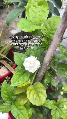 #mor #fo #everyone #bdtiktokofficial🇧🇩 #tikto #tangi #shakhipur #takterchala #pekua #nalua #dhaka #singapura🇸🇬 #capcut #flowers
