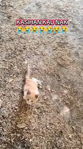 KASIHAN 😭😭😭😭  #catlover #kucing #kucingcacat #anakkucing #anakkucingjalanan #cat 