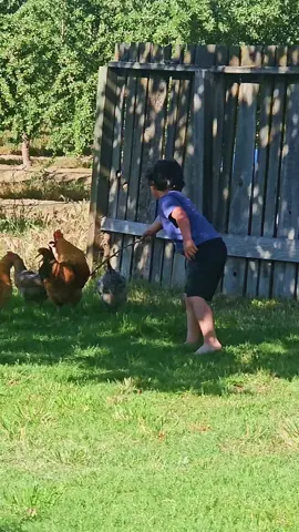 no chickens or kids were harmed in the making of this video 😂🤣😂#funny #chicken #rooster #country #countryboy #chickenfight #Outdoors #california #fatherson #daddyson 