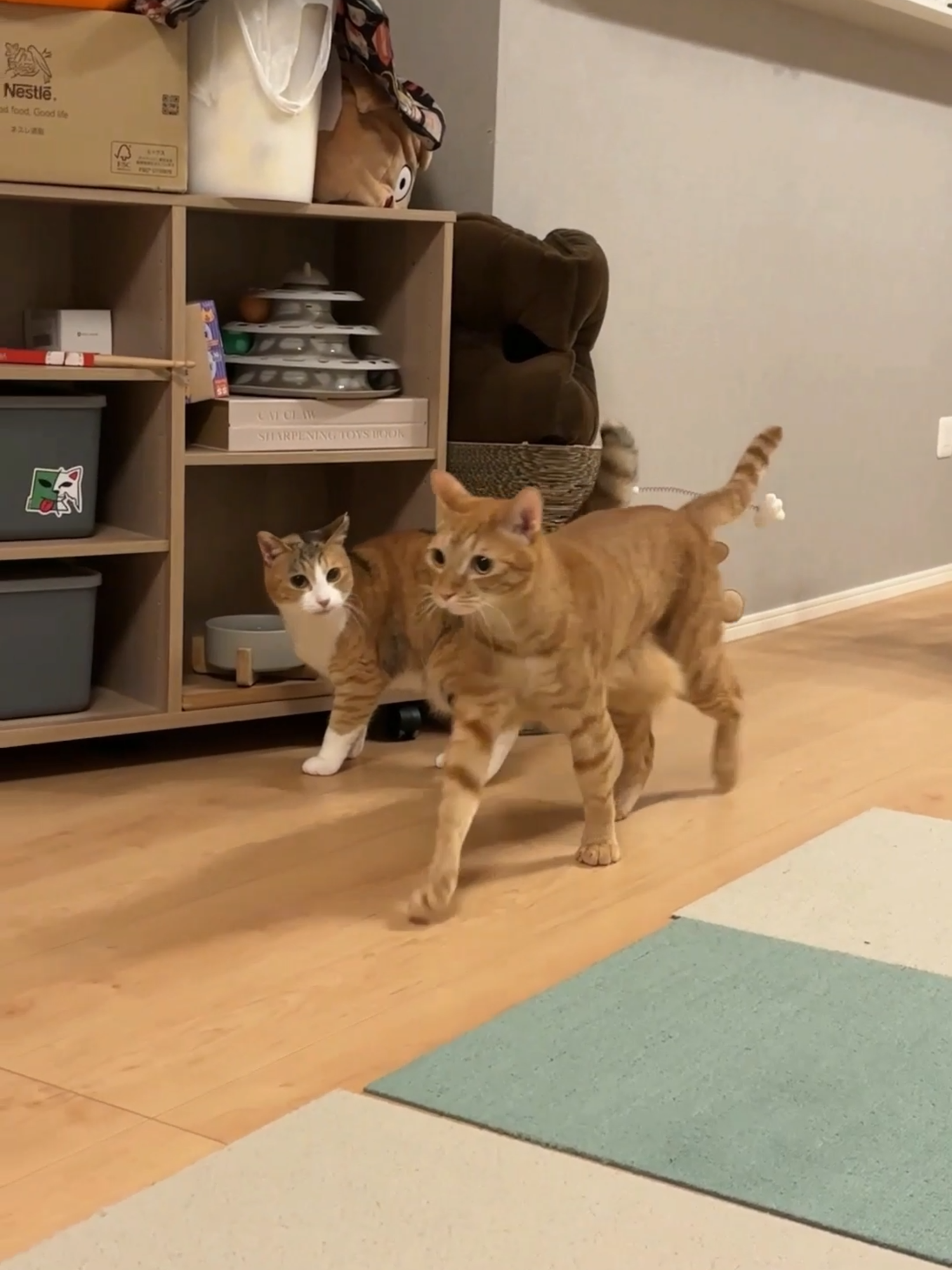 にゃん太ーーーっ！きなこさん#保護猫のいる暮らし #保護猫 #三毛猫 #茶トラ