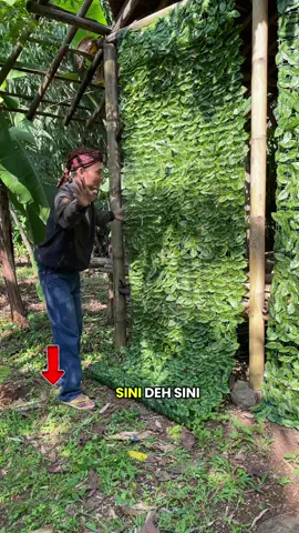 daun hiasan depan rumah pagar dinding panjang 3 meter #daunhiasan #daunrambathiasan #daunhiasandinding #daunhiasanrumah 