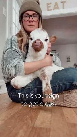 Getting a Heifer Mini Highland Calf: Everything You Need to Know Mini Highland calves are becoming increasingly popular among small farmers, hobbyists, and animal lovers due to their adorable appearance, manageable size, and hardy nature. If you’re considering adding a heifer Mini Highland calf to your farm or homestead, this guide will answer all your burning questions and help you prepare for your new furry friend. What Is a Mini Highland Calf? Mini Highland calves are a smaller version of the traditional Scottish Highland cattle, known for their long, shaggy coats and distinctive horns. These miniature cows are bred to be about half the size of standard Highlands, making them perfect for smaller properties or those new to cattle keeping. Mini Highland calves retain all the charm and hardiness of their full-sized relatives but are easier to handle and require less space and feed. They are ideal for hobby farms, small homesteads, or even as pets. How Much Does a Heifer Mini Highland Calf Cost? The price of a heifer Mini Highland calf can vary widely depending on factors such as pedigree, breeder reputation, and location. Typically, you can expect to pay anywhere from $1,500 to $3,500 for a quality heifer calf. Keep in mind that the initial purchase price is only part of the cost. You’ll also need to budget for feed, shelter, veterinary care, and other ongoing expenses. How Do You Care for a Mini Highland Calf? Caring for a Mini Highland calf involves providing proper nutrition, shelter, and health care: 	•	Nutrition: Mini Highland calves need a balanced diet of quality hay, grass, and a suitable grain or pellet feed formulated for calves. Fresh water should always be available. 	•	Shelter: While they are hardy and can tolerate cold weather, calves need a dry, draft-free shelter to protect them from extreme weather conditions. 	•	Health Care: Regular vaccinations, deworming, and hoof care are essential. Establish a relationship with a vet experienced in cattle. 	•	Socialization: Mini Highlands are social animals and thrive when they have companions, whether other cattle or friendly farm animals. What Are the Benefits of Owning a Mini Highland Heifer? Owning a Mini Highland heifer comes with several advantages: 	•	Manageable Size: Easier to handle than full-sized cattle, especially for beginners or small-scale farmers. 	•	Hardy Breed: They are well adapted to cold climates and have excellent disease resistance. 	•	Low Maintenance: Require less feed and space compared to larger cattle breeds. 	•	Aesthetic Appeal: Their unique shaggy coats and gentle demeanor make them a joy to watch and interact with. 	•	Milk and Meat: While primarily kept for companionship and land management, Mini Highlands can provide milk and high-quality beef in small quantities. How Long Does It Take for a Mini Highland Calf to Grow? Mini Highland calves grow slower than some other cattle breeds but typically reach their full size by 2 to 3 years of age. Heifers will mature and be ready for breeding around 18 to 24 months, depending on their nutrition and overall health. What Is the Best Environment for a Mini Highland Calf? Mini Highland calves thrive in environments that mimic their native Scottish Highlands: 	•	Pasture: Access to good pasture with a mix of grasses and legumes is ideal. 	•	Shelter: A barn or three-sided shed to protect from wind, rain, and extreme temperatures. 	•	Fencing: Secure fencing is necessary to keep them safe and contained. Electric fencing or sturdy wooden fences work well. 	•	Companionship: They do best when kept with other cattle or livestock. How Do You Train a Mini Highland Calf? Training your Mini Highland calf from a young age helps build trust and makes handling easier: 	•	Gentle Handling: Spend time daily with your calf to get it used to human contact. 	•	Lead Training: Use a halter and lead rope to teach walking and standing calmly. 	•	Positive Reinforcement: Use treats and praise to encourage good behavior. 	#FarmLife #MiniHighlandCow #CowTok 