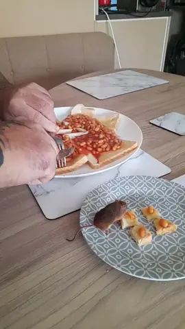 beans on toast 