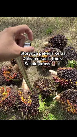 Canda wee #fyp #katakata #katakatamutiara #katakatabijak #petanisawit #tojoksawit #kulisawit #bossawit #anakpetani #kulisawitkalimantan #lewatfyp 