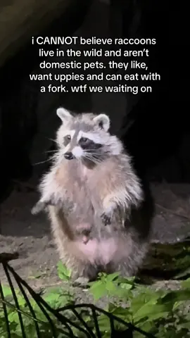 i’d like 1 raccoon plz #raccoonsoftiktok #animalsoftiktok 